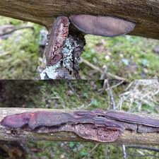Attēlu rezultāti vaicājumam “Leptoporus mollis”