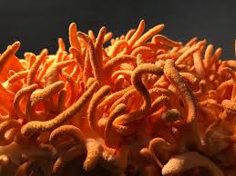 Attēlu rezultāti vaicājumam “Cordyceps polyarthra”