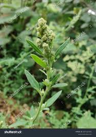 Attēlu rezultāti vaicājumam “Chenopodium album flower”