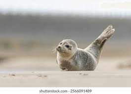 Image result for Phoca vitulina