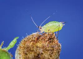 Attēlu rezultāti vaicājumam “Bitoma crenata imago”