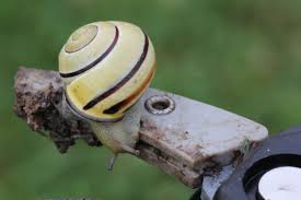 Attēlu rezultāti vaicājumam “Cepaea nemoralis”