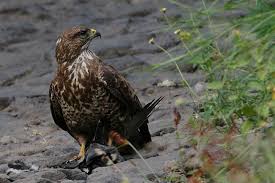 Attēlu rezultāti vaicājumam “Buteo buteo adult”