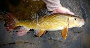 Image result for Moxostoma carinatum