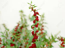 Image result for chenopodium foliosum