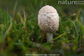 Attēlu rezultāti vaicājumam “Coprinus comatus”