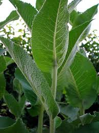 Attēlu rezultāti vaicājumam “Inula helenium leaf”