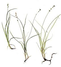 Attēlu rezultāti vaicājumam “Carex disperma”