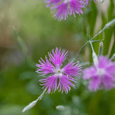 Image result for Dianthus superbus