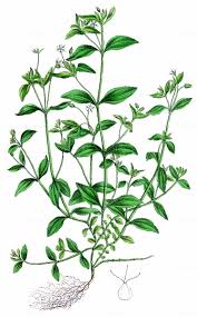 Attēlu rezultāti vaicājumam “Moehringia trinervia bud”