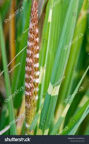 Image result for Miscanthus sinensis Zebrina