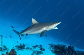Image result for Carcharhinus amblyrhynchos
