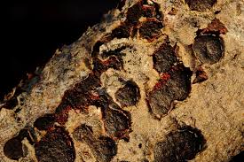 Attēlu rezultāti vaicājumam “Nectria episphaeria”