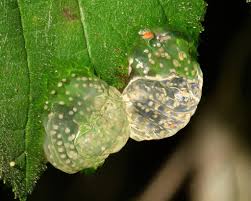 Attēlu rezultāti vaicājumam “Trichoptera egg mass”