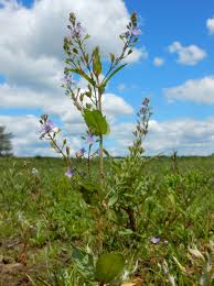 Attēlu rezultāti vaicājumam “Veronica anagallis-aquatica”