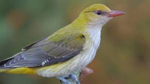 Attēlu rezultāti vaicājumam “Oriolus oriolus male”