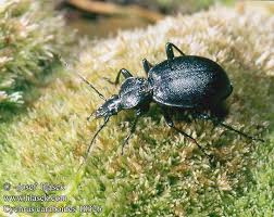 Attēlu rezultāti vaicājumam “Cychrus caraboides”