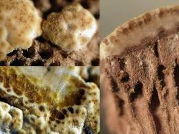 Attēlu rezultāti vaicājumam “Hypocrea pulvinata”