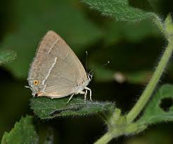 Attēlu rezultāti vaicājumam “Favonius quercus underside”