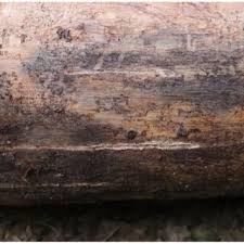 Attēlu rezultāti vaicājumam “Tomicus minor”