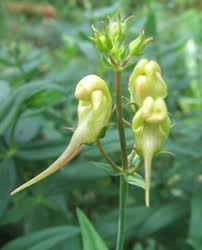 Attēlu rezultāti vaicājumam “Linaria loeselii bud”