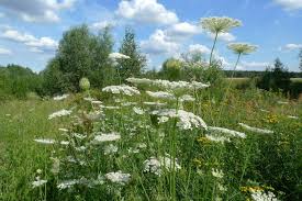 Image result for Daucus carota