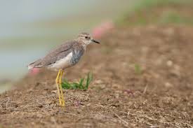 Image result for Vanellus leucurus