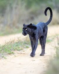 Attēlu rezultāti vaicājumam “Lycogala leopardinum macro”