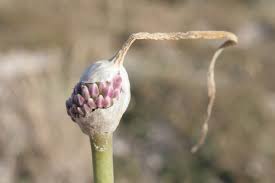 Attēlu rezultāti vaicājumam “Allium sativum bud”