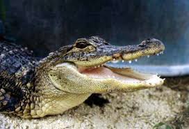 Image result for Alligator mississippiensis