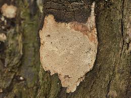 Attēlu rezultāti vaicājumam “Perenniporia medulla-panis”