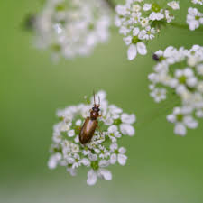 Attēlu rezultāti vaicājumam “Orsodacne cerasi”