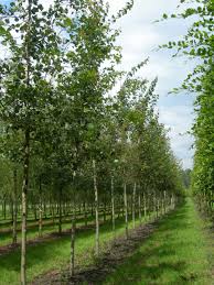 Attēlu rezultāti vaicājumam “Populus tremula”