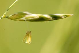Attēlu rezultāti vaicājumam “Festuca altissima”