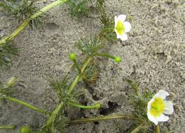 Attēlu rezultāti vaicājumam “Batrachium”