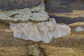 Attēlu rezultāti vaicājumam “Exidia thuretiana”