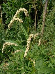Attēlu rezultāti vaicājumam “Persicaria lapathifolia fruit”