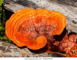 Attēlu rezultāti vaicājumam “Pycnoporus cinnabarinus”