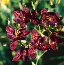 Image result for Pardancanda norrisii