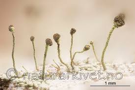 Attēlu rezultāti vaicājumam “Chaenotheca chlorella”