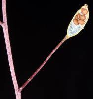 Attēlu rezultāti vaicājumam “Draba nemorosa fruit”