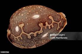 Attēlu rezultāti vaicājumam “Emberiza schoeniclus eggs”