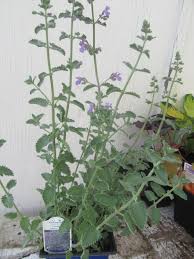 Attēlu rezultāti vaicājumam “Nepeta x faassenii leaf”