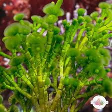 Attēlu rezultāti vaicājumam “Lignydium muscorum macro”