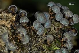 Attēlu rezultāti vaicājumam “Perichaena corticalis spores”