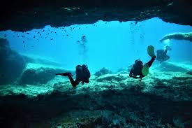 Image result for Canary Divers