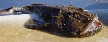 Image result for Lophius americanus