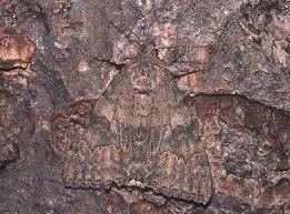 Attēlu rezultāti vaicājumam “Catocala nupta”