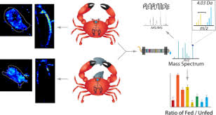 Image result for Cancer borealis