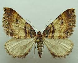 Attēlu rezultāti vaicājumam “Earophila badiata”